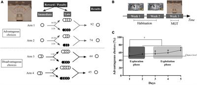 Inter-Individual Differences in Cognitive Tasks: Focusing on the Shaping of Decision-Making Strategies